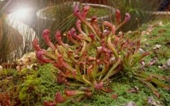 Scarlet Belle Pitcher Plant (Sarracenia) - 2.5 Quart Pot -Wilson Bros Gardens Shop sarracenia scarlet belle pitcher plant 7