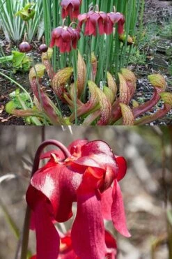 Scarlet Belle Pitcher Plant (Sarracenia) - 2.5 Quart Pot -Wilson Bros Gardens Shop sarracenia scarlet belle pitcher plant 8