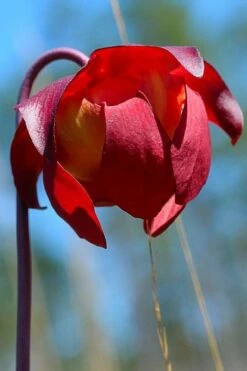 Scarlet Belle Pitcher Plant (Sarracenia) - 2.5 Quart Pot -Wilson Bros Gardens Shop sarracenia scarlet belle pitcher plant 9