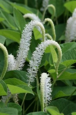 Lizard's Tail Swamp Lily (Saururus Cernuus) - 6 Pack Of 1 Gallon Pots