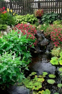 Lizard's Tail Swamp Lily (Saururus Cernuus) - 6 Pack Of 1 Gallon Pots -Wilson Bros Gardens Shop saururus cernuus lizards tail swamp lily 8 2