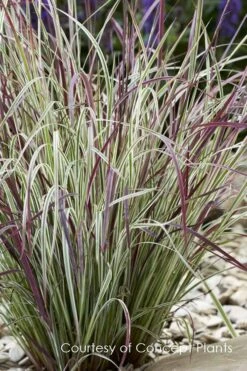 Chameleon Little Bluestem Grass (Schizachyrium Scoparium) - 1 Gallon Pot -Wilson Bros Gardens Shop schizachyrium scoparium chameleon little bluestem grass 2