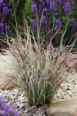 Chameleon Little Bluestem Grass (Schizachyrium Scoparium) - 1 Gallon Pot