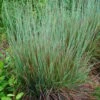 Standing Ovation Little Bluestem Grass (Schizachyrium Scoparium) - 8 Pack Of 1 Gallon Pots