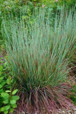 Standing Ovation Little Bluestem Grass (Schizachyrium Scoparium) - 6 Pack Of 1 Gallon Pots