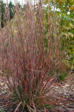 Standing Ovation Little Bluestem Grass (Schizachyrium Scoparium) - 1 Gallon Pot -Wilson Bros Gardens Shop schizachyrium scoparium standing ovation little bluestem grass 12
