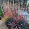 Standing Ovation Little Bluestem Grass (Schizachyrium Scoparium) - 1 Gallon Pot