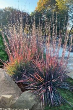 Standing Ovation Little Bluestem Grass (Schizachyrium Scoparium) - 1 Gallon Pot
