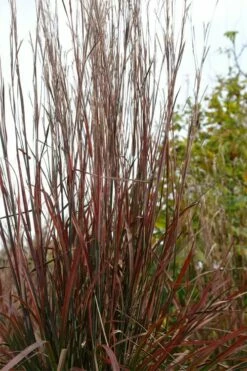 Standing Ovation Little Bluestem Grass (Schizachyrium Scoparium) - 8 Pack Of 1 Gallon Pots -Wilson Bros Gardens Shop schizachyrium scoparium standing ovation little bluestem grass 5