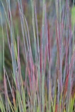Standing Ovation Little Bluestem Grass (Schizachyrium Scoparium) - 8 Pack Of 1 Gallon Pots -Wilson Bros Gardens Shop schizachyrium scoparium standing ovation little bluestem grass 7 1