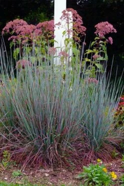 Standing Ovation Little Bluestem Grass (Schizachyrium Scoparium) - 8 Pack Of 1 Gallon Pots -Wilson Bros Gardens Shop schizachyrium scoparium standing ovation little bluestem grass 9 1