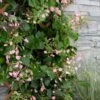 Rose Sensation Pink Climbing Hydrangea Vine - 3 Gallon Pot
