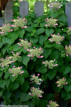 Rose Sensation Pink Climbing Hydrangea Vine - 3 Gallon Pot -Wilson Bros Gardens Shop schizophragma hydrangeoides rose sensation climbing hydrangea 104