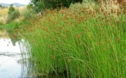 Softstem Bulrush (Schoenoplectus Tabernaemontani) - 1 Gallon Pot -Wilson Bros Gardens Shop schoenoplectus tabernaemontani soft stem bulrush 2