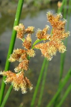 Softstem Bulrush (Schoenoplectus Tabernaemontani) - 1 Gallon Pot -Wilson Bros Gardens Shop schoenoplectus tabernaemontani soft stem bulrush 4