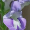 Downy Skullcap (Scutellaria Incana) - 1 Gallon Pot