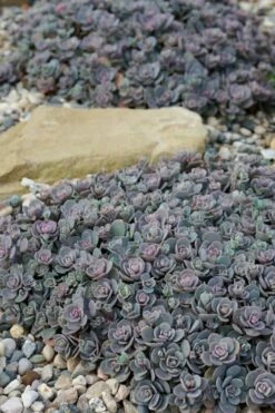Blue Elf Sedum (Sedum X Sedoro) - 5 Pack Of 4" Pots