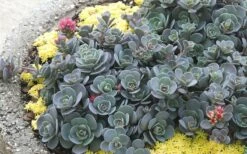 Blue Elf Sedum (Sedum X Sedoro) - 5 Pack Of 4" Pots -Wilson Bros Gardens Shop sedum blue elf 2 800x500 1