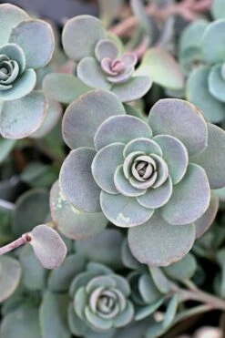 Blue Elf Sedum (Sedum X Sedoro) - 5 Pack Of 4" Pots -Wilson Bros Gardens Shop sedum blue elf 3 500x750 1