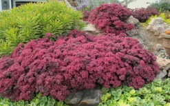 Blue Elf Sedum (Sedum X Sedoro) - 5 Pack Of 4" Pots -Wilson Bros Gardens Shop sedum blue elf 3 800x500 1