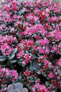 Blue Elf Sedum (Sedum X Sedoro) - 5 Pack Of 4" Pots -Wilson Bros Gardens Shop sedum blue elf 500x750 1