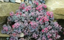 Blue Elf Sedum (Sedum X Sedoro) - 5 Pack Of 4" Pots -Wilson Bros Gardens Shop sedum blue elf 800x500 1