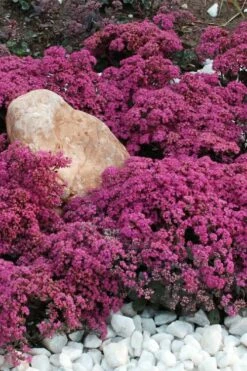 Dazzleberry Sedum - 5 Pack Of 4" Pint Pots -Wilson Bros Gardens Shop sedum dazzleberry stonecrop 1