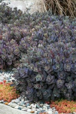 Dazzleberry Sedum - 5 Pack Of 4" Pint Pots -Wilson Bros Gardens Shop sedum dazzleberry stonecrop 6