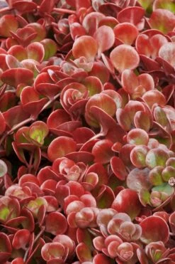 Coral Reef Sedum Tetractinum - 10 Pack Of 4" Pint Pots -Wilson Bros Gardens Shop sedum tectractinum coral reef stonecrop 1