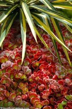 Coral Reef Sedum Tetractinum - 10 Pack Of 4" Pint Pots -Wilson Bros Gardens Shop sedum tetractinum coral reef 20