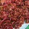 Coral Reef Sedum Tetractinum - 10 Pack Of 4" Pint Pots