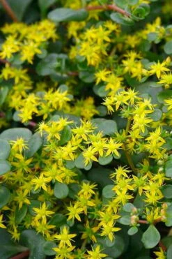 Coral Reef Sedum Tetractinum - 10 Pack Of 4" Pint Pots -Wilson Bros Gardens Shop sedum tetractinum coral reef 22