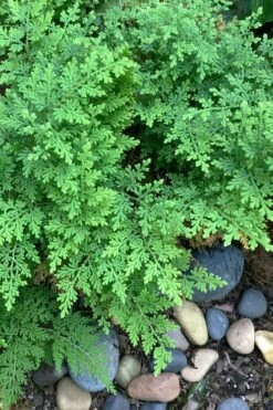 Arborvitae Fern (Selaginella Braunii) - 1 Gallon Pot -Wilson Bros Gardens Shop selaginella braunii arborvitae fern 2