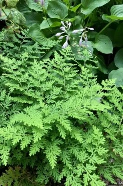 Arborvitae Fern (Selaginella Braunii) - 1 Gallon Pot -Wilson Bros Gardens Shop selaginella braunii arborvitae fern 3