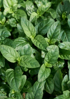 Self Heal Herb (Prunella Vulgaris) -Wilson Bros Gardens Shop selfhealliveplantforsalesowexoticPrunellavulgaris