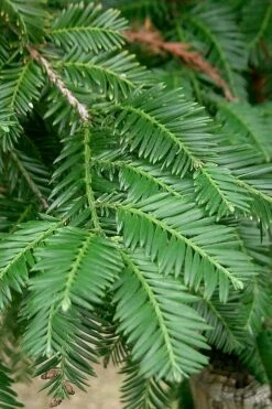 Inman's Select Redwood Tree (Sequoia Sempervirens) - 3 Gallon Pot -Wilson Bros Gardens Shop sequoia sempervirens inman select 2
