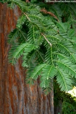 Inman's Select Redwood Tree (Sequoia Sempervirens) - 3 Gallon Pot -Wilson Bros Gardens Shop sequoia sempervirens inman select 8