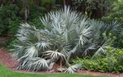 Silver Saw Palmetto Palm - 3 Gallon Pot -Wilson Bros Gardens Shop serenoa repens silver saw palmetto palm 3 1