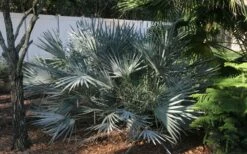 Silver Saw Palmetto Palm - 3 Gallon Pot -Wilson Bros Gardens Shop serenoa repens silver saw palmetto palm 4 1