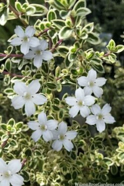 Variegated Snowbush (Serissa Japonica) - 1 Gallon Pot -Wilson Bros Gardens Shop serissa foetida variegata snowbush 4