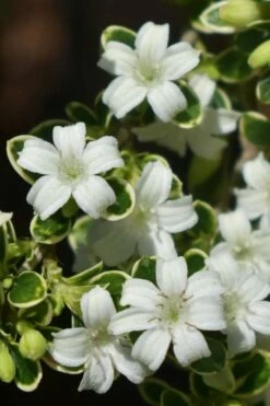 Variegated Snowbush (Serissa Japonica) - 1 Gallon Pot -Wilson Bros Gardens Shop serissa foetida variegata snowbush 5