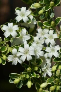 Variegated Snowbush (Serissa Japonica) - 3 Gallon Pot -Wilson Bros Gardens Shop serissa foetida variegata snowbush 6 1