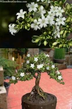 Variegated Snowbush (Serissa Japonica) - 3 Gallon Pot -Wilson Bros Gardens Shop serissa foetida variegata snowbush 7 1