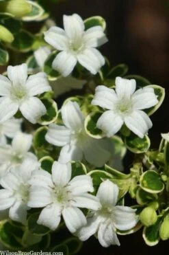 Variegated Snowbush (Serissa Japonica) - 3 Gallon Pot
