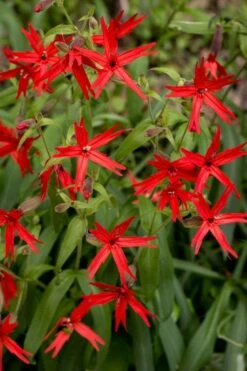 Scarlet Catchfly (Silene Virginica) - 1 Gallon Pot -Wilson Bros Gardens Shop silene virginica fire pink scarlet catchfly 10
