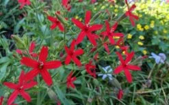 Scarlet Catchfly (Silene Virginica) - 1 Gallon Pot -Wilson Bros Gardens Shop silene virginica fire pink scarlet catchfly 12