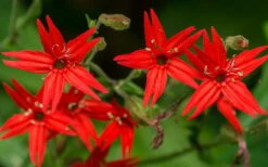Scarlet Catchfly (Silene Virginica) - 1 Gallon Pot -Wilson Bros Gardens Shop silene virginica fire pink scarlet catchfly 6