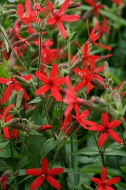 Scarlet Catchfly (Silene Virginica) - 1 Gallon Pot -Wilson Bros Gardens Shop silene virginica fire pink scarlet catchfly 8