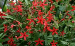 Scarlet Catchfly (Silene Virginica) - 1 Gallon Pot -Wilson Bros Gardens Shop silene virginica fire pink scarlet catchfly 9
