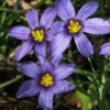 Moody Blues Blue-Eyed Grass (Sisyrinchium) - 6 Pack Of 1 Gallon Pots